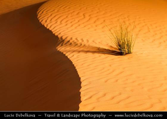 UAE - Sign of Life in the Empty Quarter Desert - Rub Al Khali
