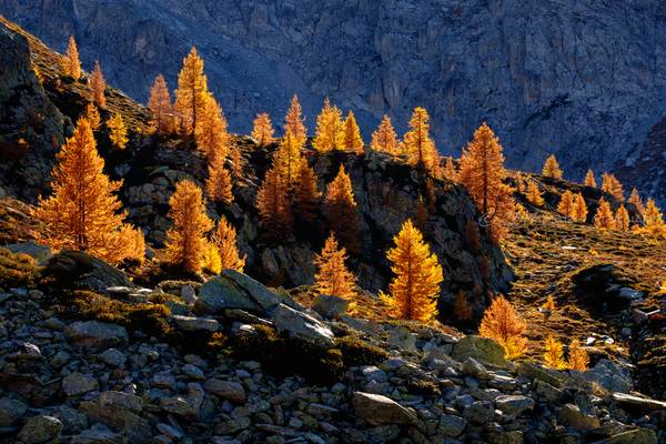 Larches in Valle Maira