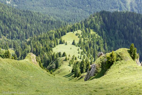 Le sfumature del verde...