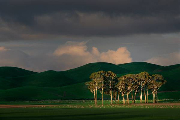 Trees and Green Hills