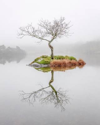 Rydal Tree on Christmas Day, Lake District