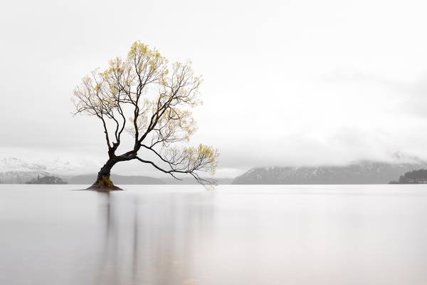 Misty Morning, That Tree, Wanaka, New Zealand