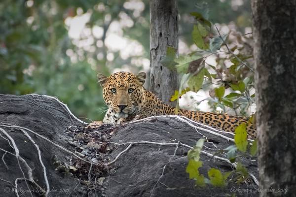 Intent stare (Indian Leopard), at the Kanha National Park, India