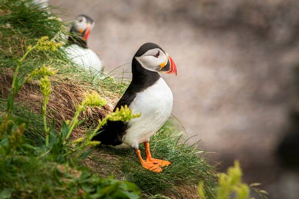 Puffins