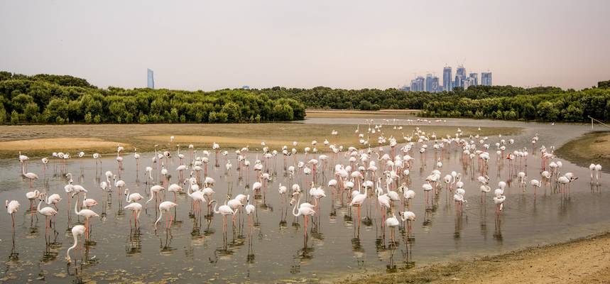 Flamingos at Ras Al Khor