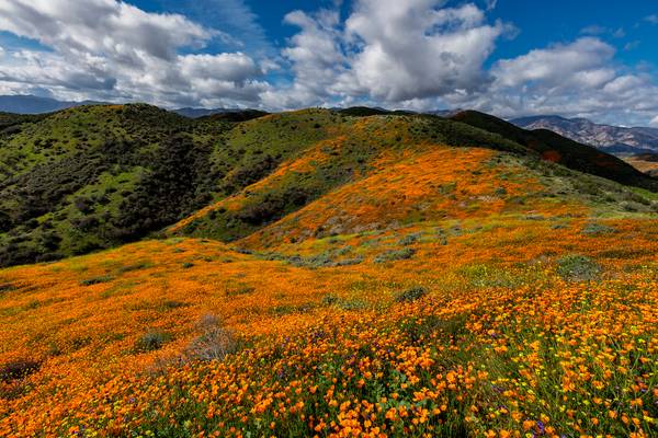 Walker Canyon Poppies