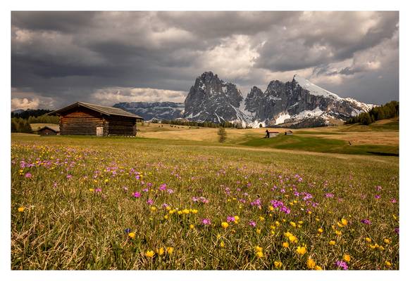 alpedisiusi-7756