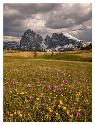 alpedisiusi-7753