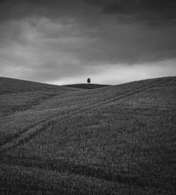 The Lone Tree in San Quirico d'Orcia