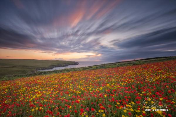 'Winded Poppies' - West Pentire