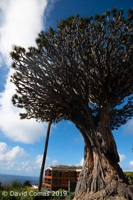 Tenerife - Icod de los Vinos - Drago Milenario