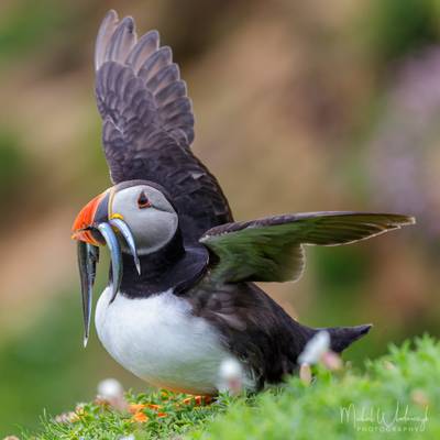 Puffin