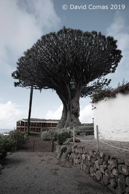 Tenerife - Icod de los Vinos - Drago Milenario