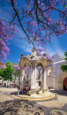 _DS16649 - Blooming Jacaranda, Lisbon
