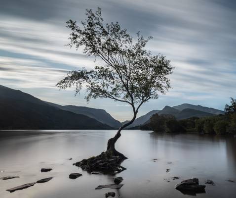 Llyn Padarn Tree