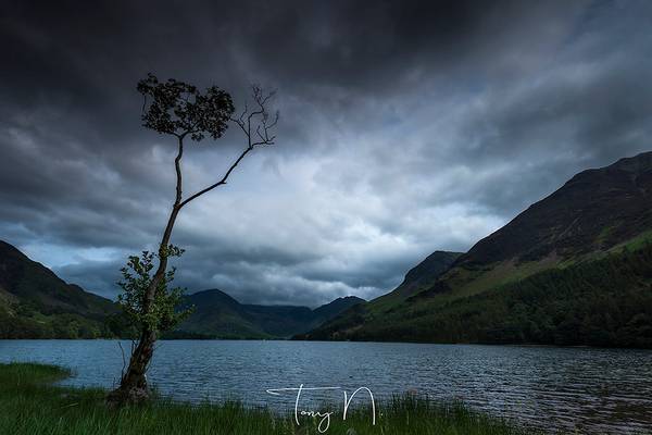 Lone Tree of Buttermere ...