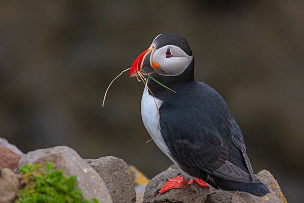 Atlantic Puffin in Látrabjarg - Iceland