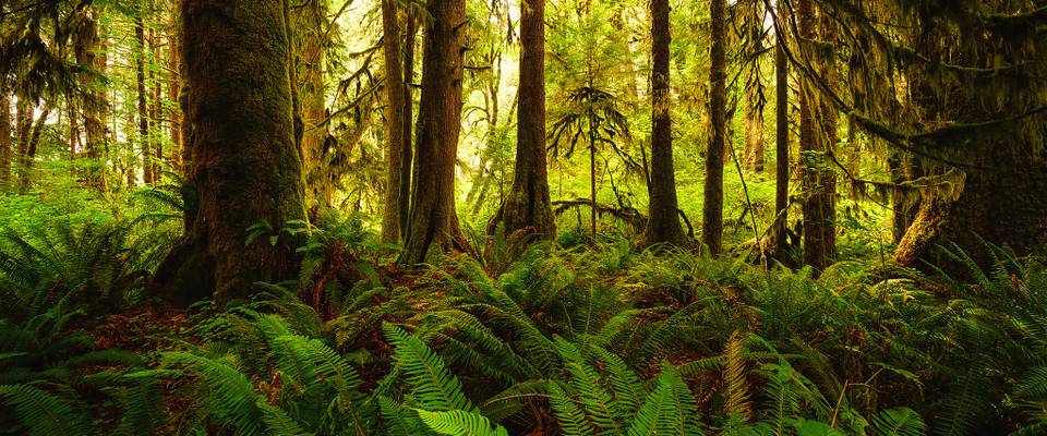 Ferns And Moss