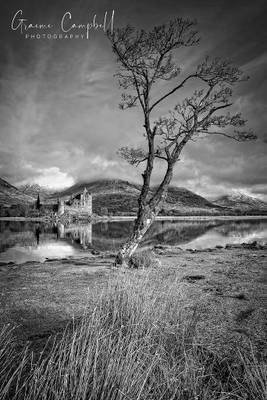 The Kilchurn Tree