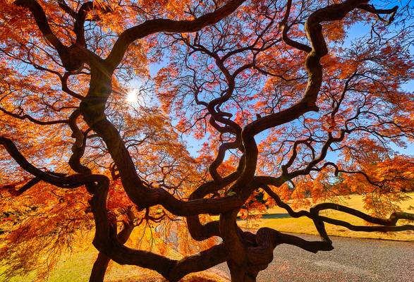 Automne à Tokyo