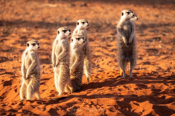 Lovely meerkats at sunrise, Namibia