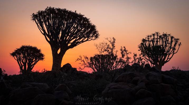 Quiver Tree Forest, Namibia ?? 2019