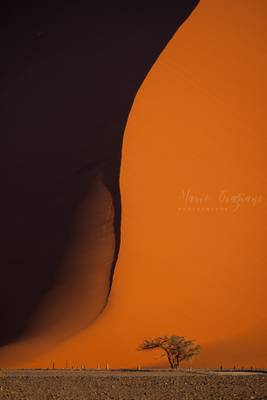 The dunes in the Namib-Naukluft Park