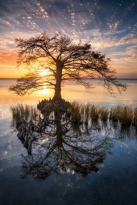 Outer Banks North Carolina Cypress Tree Sunset in Duck NC OBX