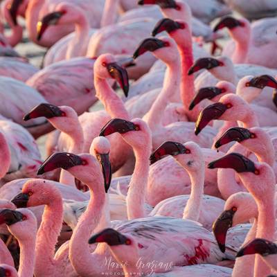 Beautiful and colorful flamingos