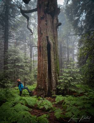 The Grand Cedar