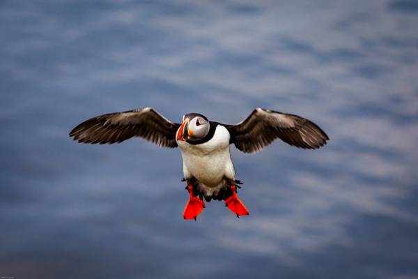 Puffin on final approach