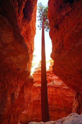 Lone fir tree between red rocks, Wall Street of Bryce Canyon, USA