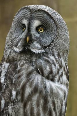 Great Grey Owl, Marwell Zoo
