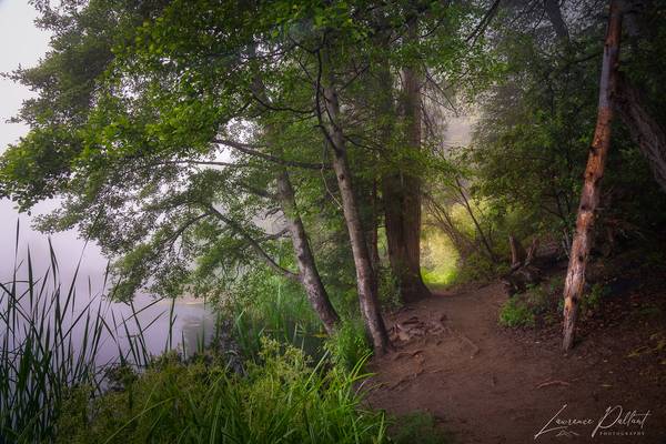 Trail at Doane Pond