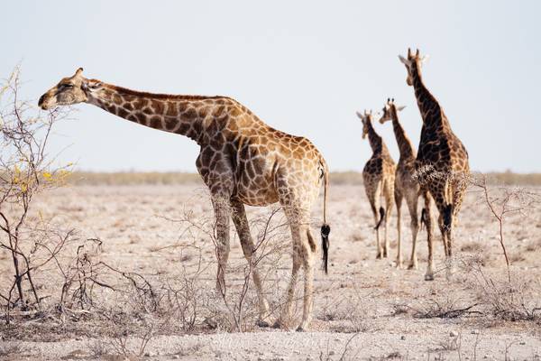 Giraffes at Etosha National Park