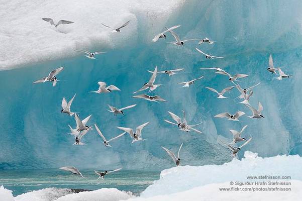 Arctic Tern shs_n3_014382
