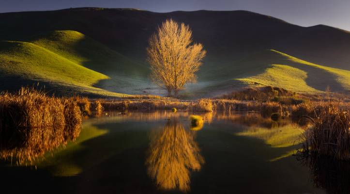 Golden Tree Reflection
