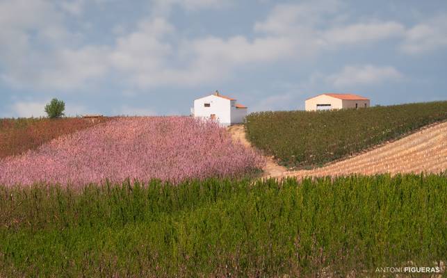 Aitona fields