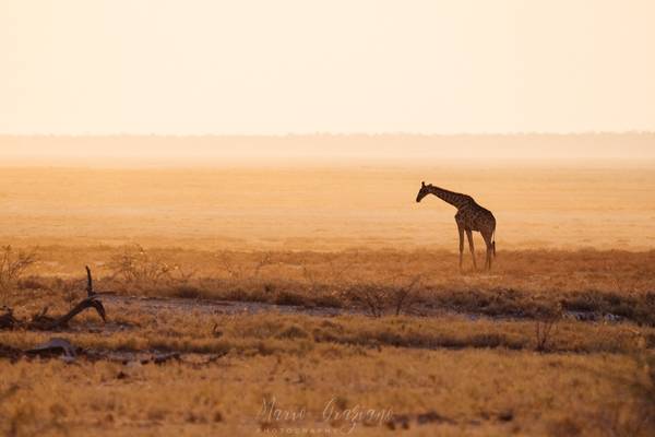 Giraffe silhouette