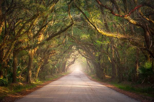 South Carolina Edisto Island Coastal Forest Landscape Charleston SC