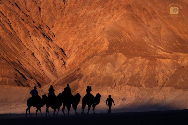 The Camel Ride @ Hunder, Ladakh