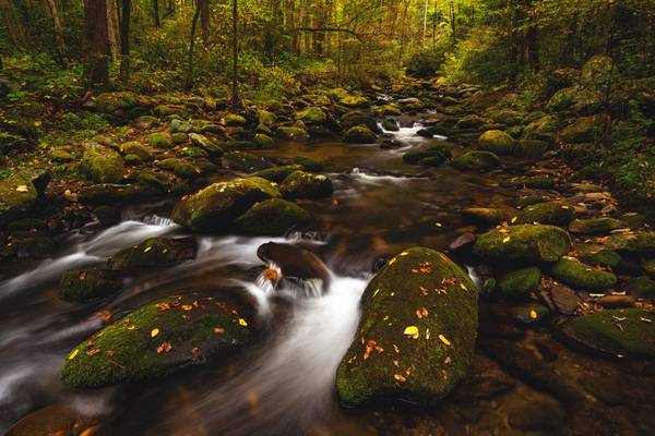 Roaring Fork Greens