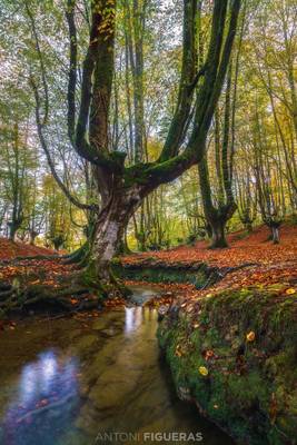 Otzarreta, the enchanted forest