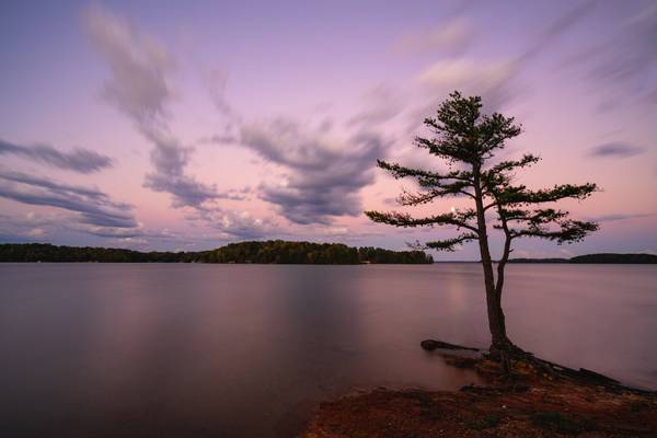 Blue Hour At My Tree