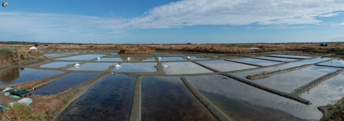 Salt marshes