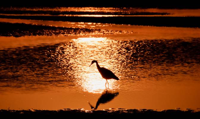 Golden Heron