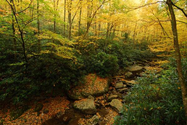 Boone Fork Creek