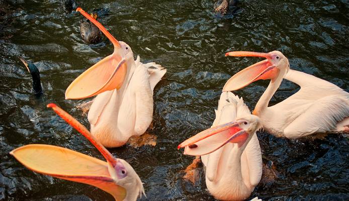I repeat: do NOT feed the pelicans