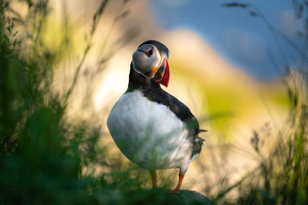 A puffin from another muffin
