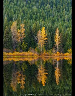 Autumn Reflections II